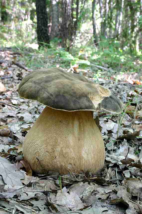  Image name: 193 Porcino.jpg 
 width: 570 pixel 
 height: 855 pixel 
 Size: 46016 bytes 
 Click to enlarge 